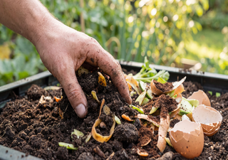 Die M&auml;hr vom Fruchtsaft-Wunderd&uuml;nger im Garten: G&auml;rtner aufgepasst! Die Wahrheit &uuml;ber Fruchtsaft als D&uuml;nger