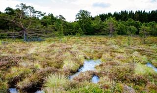 Die Moor-Wende: eine gute Option zur CO2-Speicherung