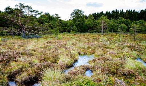 Die Moor-Wende: eine gute Option zur CO2-Speicherung