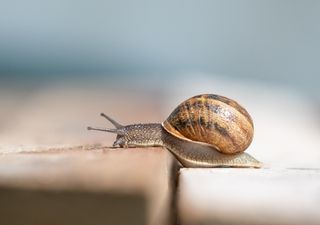 Die paradoxe Langsamkeit des Denkens: Neue Erkenntnisse zur Denkgeschwindigkeit des menschlichen Gehirns