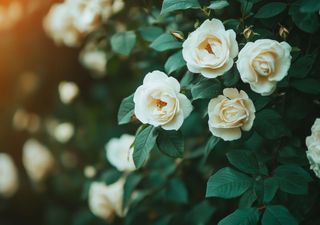 Die perfekte Kletterpflanze? Diese blüht das ganze Jahr, wächst blitzschnell und ist total pflegeleicht