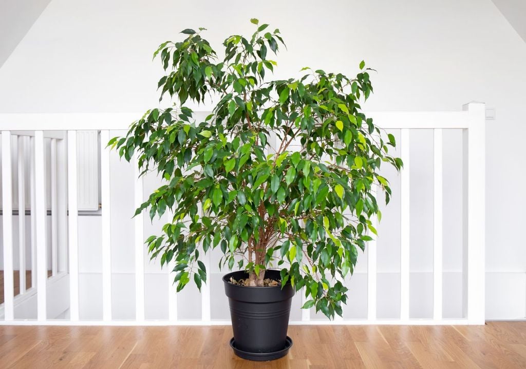 zimmerpflanze, ficus