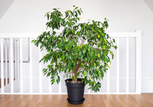 Die Pflege des Ficus im Haus: die Pflanze, die das Haus mit Schnheit und  positiver Energie erfllt