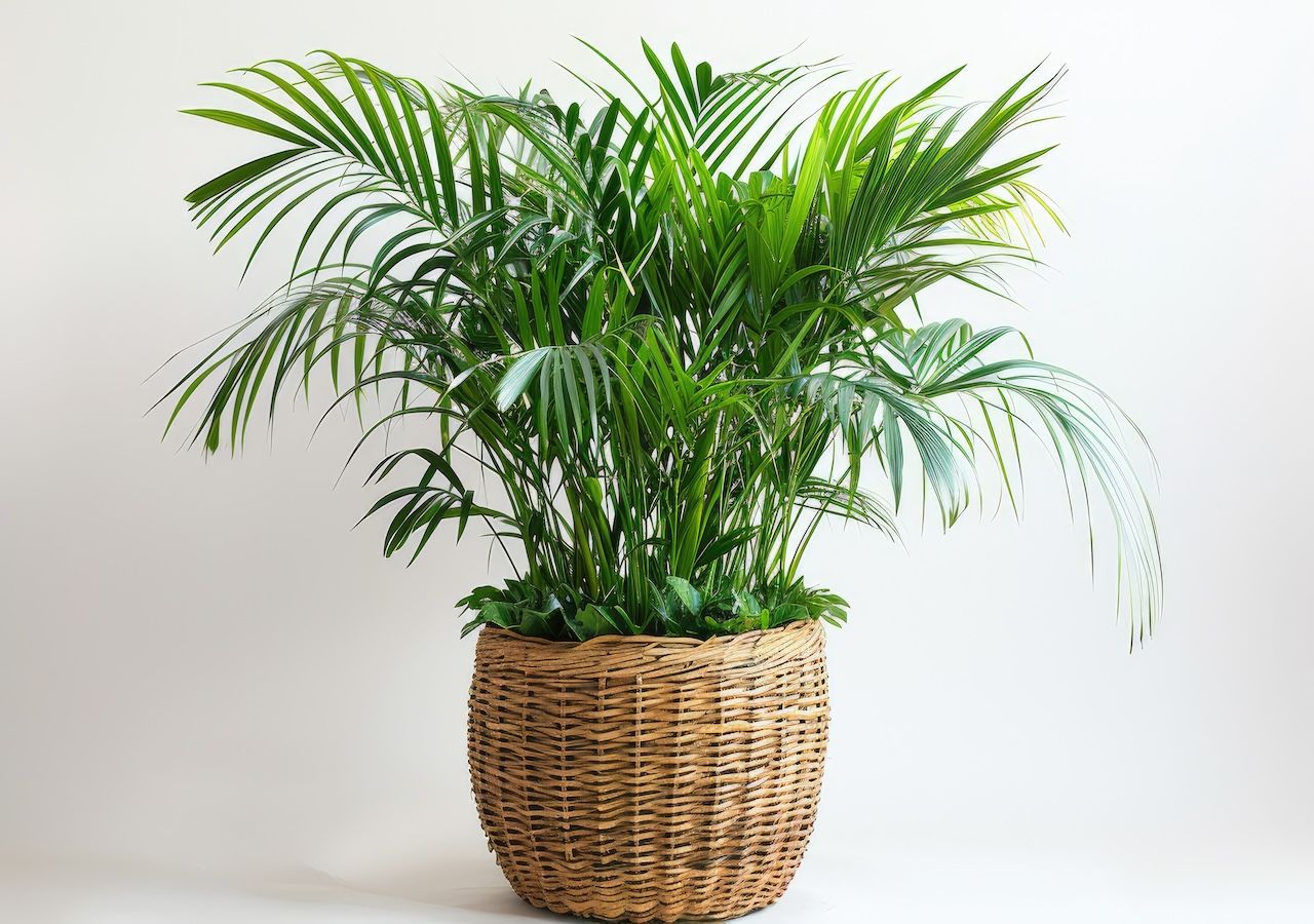 xxl monstera Fensterblatt Monstera deliciosa kaufen | 140 cm
