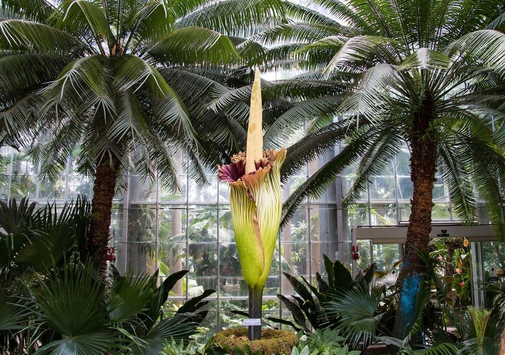 Symbolbild, Amorphophallus titanum, Cops-Blume, Stinkblume