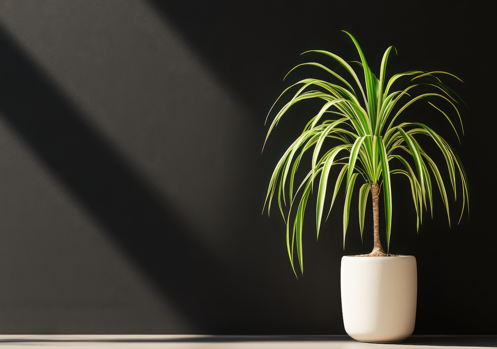 Elefantenfuß, Ponytail Palm, Sukkulente, die Wasser im Stamm, Sonnenlicht Elefantenfuß, Ponytail Palm, Sukkulente, die Wasser im Stamm, Sonnenlicht