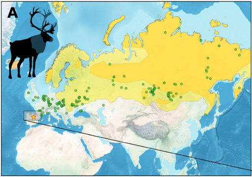 Un diente de reno fosilizado en Atapuerca, Burgos, España, revela fauna de la era glaciar de hace más de 200.000 años