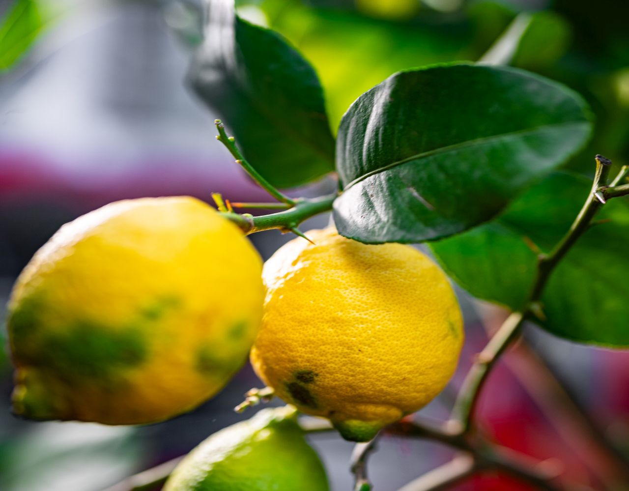 Diese Obstbäume gedeihen in Töpfen Perfekt für Balkon und kleine