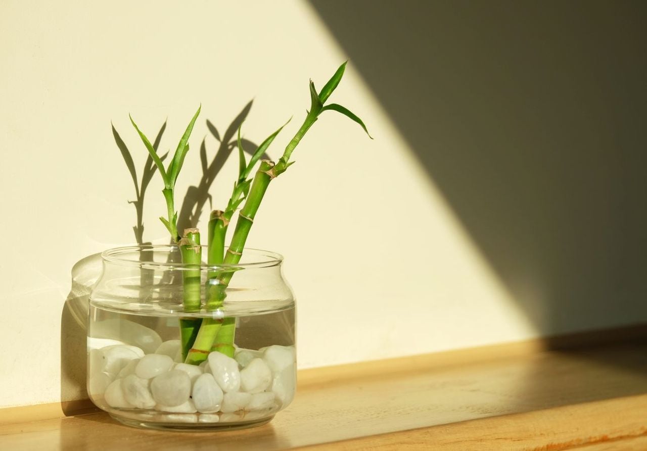 Diese 5 Glcks-Pflanzen knnen dein Leben verndern  Die geheime Kraft der  Natur in deinem Zuhause nutzen