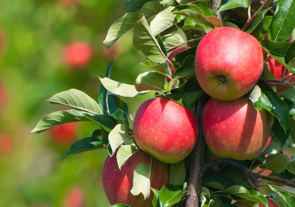 apfel, garten, natur