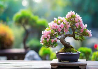 Diese 5 typischen Fehler ruinieren deinen Bonsai – so vermeidest du sie und lässt dein Mini-Bäumchen gesund wachsen