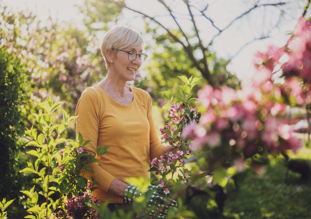 Gartenfreude, Juni, gesunden Pflanze, Blüte Gartenfreude, Juni, gesunden Pflanze, Blüte