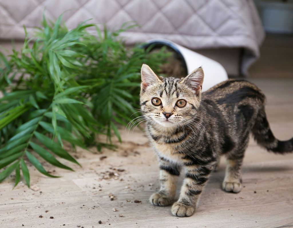 katze, pflanze, giftig katze, pflanze, giftig