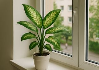 Diese beliebte Zimmerpflanze kann tödlich sein – und fast jeder hat sie zuhause!