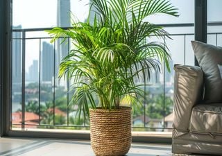 Diese unscheinbare Zimmerpflanze kann deine Wohnung im Sommer natürlich kühlen – völlig ohne Klimaanlage