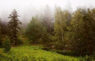 Diferencia entre neblina y niebla