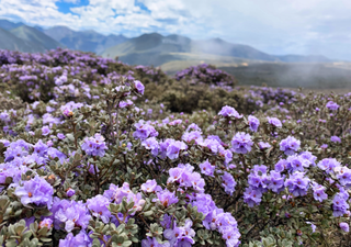 Flowering schedules: how plant species coordinate to prevent extinction