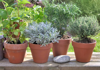 ¡Dile adiós a los mosquitos! Conoce las plantas que te ayudarán a mantenerlos lejos