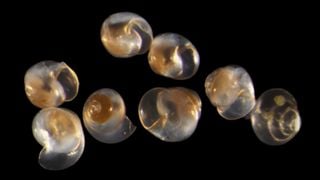 Diminutos organismos oceánicos ausentes en los modelos climáticos podrían tener la clave del carbono en la Tierra