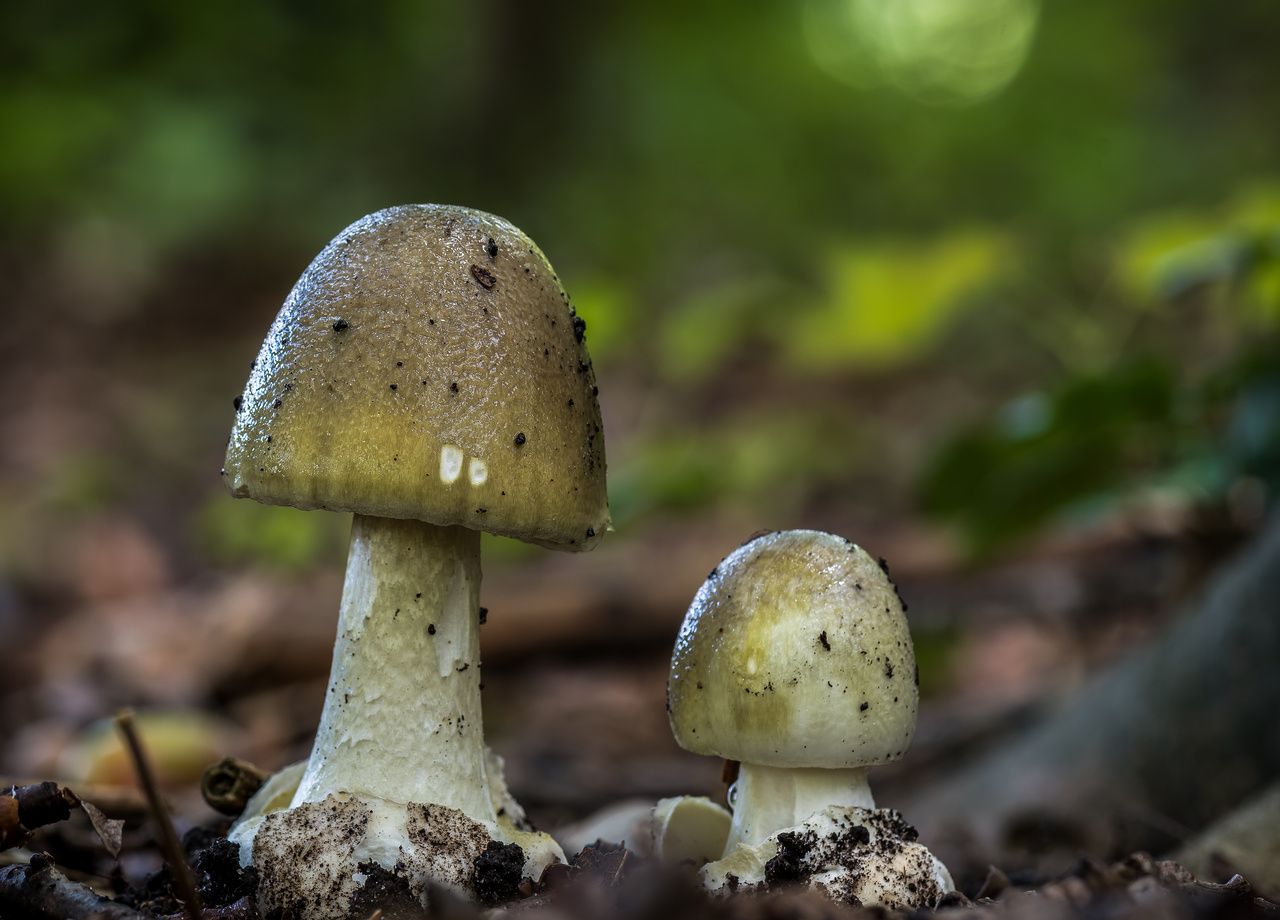 Ingérer une seule amanite phalloïde suffit pour mourir, en raison de l'intoxication qu'elle provoque sur le foie et les reins.