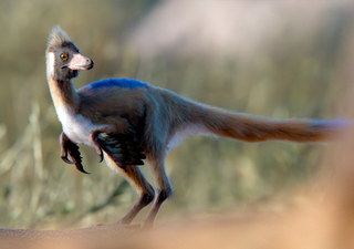 Como una gallina: el dinosaurio patag&oacute;nico que cambia lo que se cre&iacute;a sobre su alimentaci&oacute;n