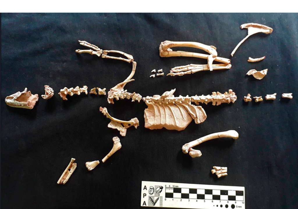 Los fósiles hallados en la Patagonia componen el esqueleto más completo que se tiene del Alnashetri cerropoliciensis. Foto: CONICET