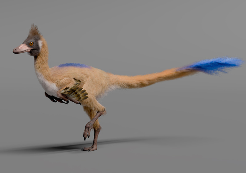 El Alnashetri cerropoliciensis vivió hace aproximadamente 95 millones de años, en el período Cretácico. Foto: Gabriel Díaz Yantén - CONICET