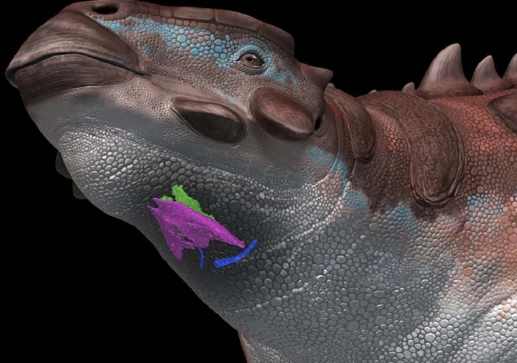 los dinosaurios no rugían, cantaban fósil de laringe los dinosaurios no rugían, cantaban fósil de laringe