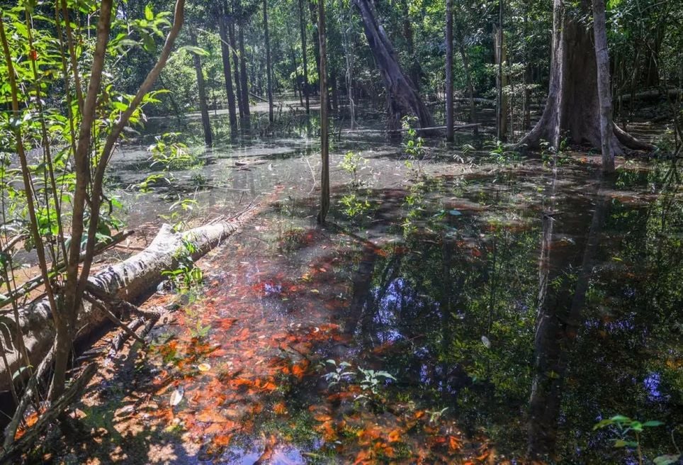 Pegadas da era jurássico-cretácea foram encontradas na Bacia do Tacutu. Crédito: Agência Brasil