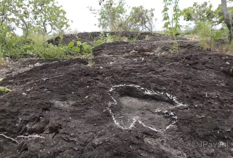 Una investigación inédita descubre huellas de dinosaurios de más de 100 millones de años en la Amazonía