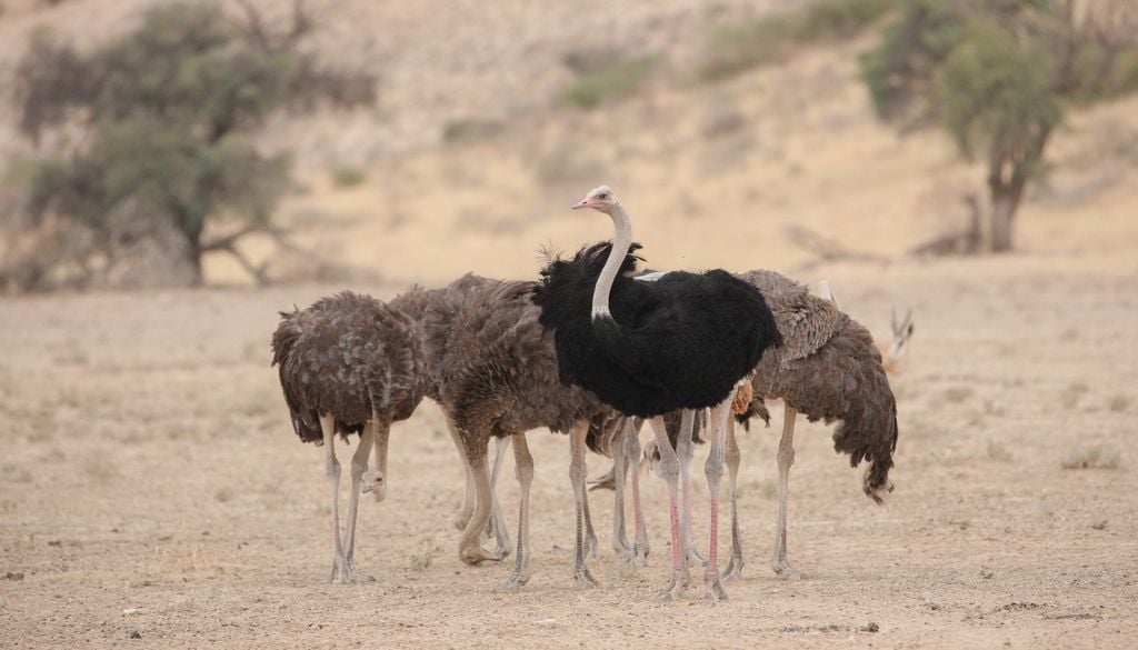 Famille autruche Afrique réserve animaux oiseaux nature Les autruches sont regroupées, immobilisées, aveuglées par un sac sur la tête avant d'être déplumées.