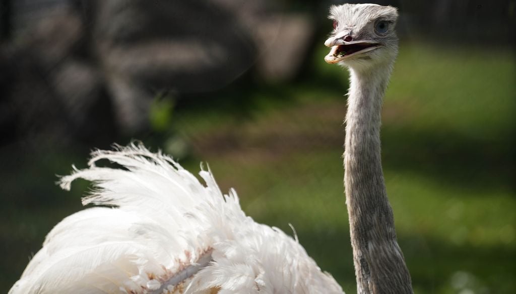 Autruche plume aile oiseau animal bec Le déplumage provoque stress, douleurs et saignements…
