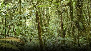 El aumento del dióxido de carbono antropogénico puede tener efectos positivos en los bosques tropicales