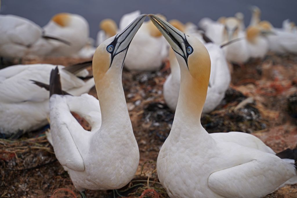 Gannets have been badly affected by bird flu