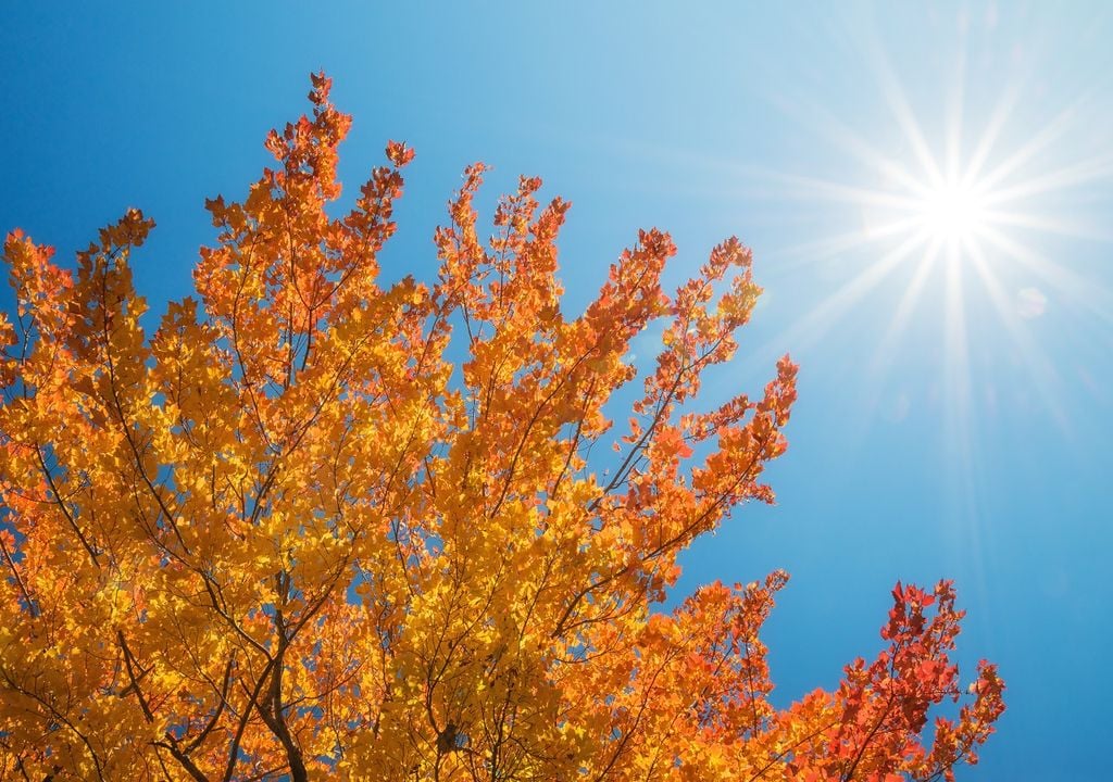 Árbol otoñal bajo cielo despejado con sol brillante