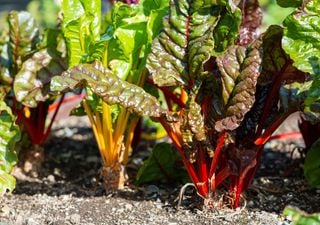 Directo a la tierra o en almácigos: ¿qué se puede plantar en Chile en mayo?