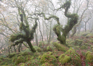 Entdecken Sie die Legenden von Wistman's Wood in Devon!