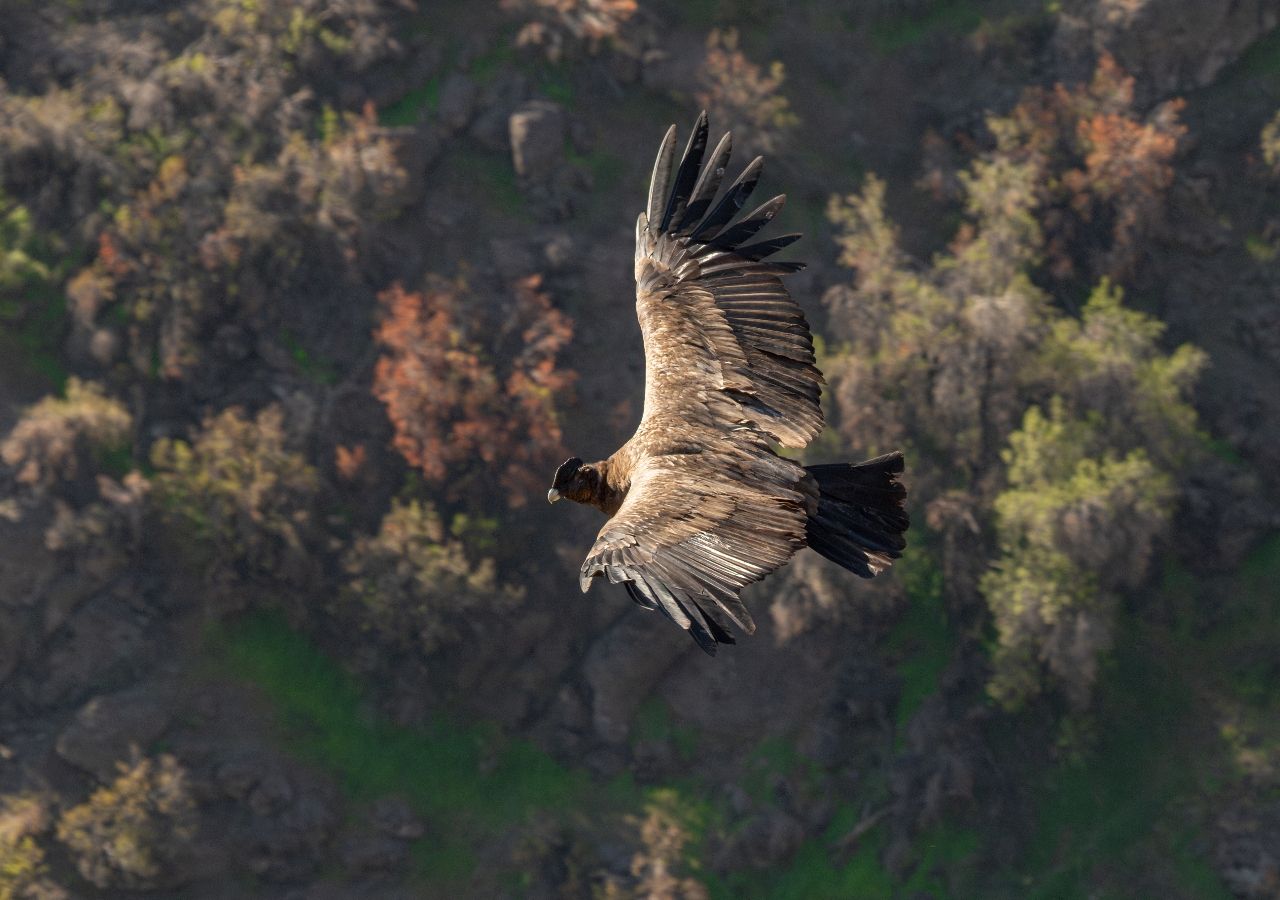 They Design Wind Turbines Inspired by the Heaviest Flying Bird in the World