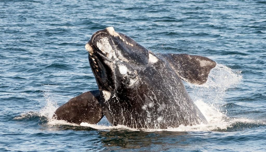 Ballena franca austral en Puerto Madryn Ballena franca austral en Puerto Madryn