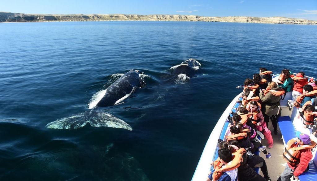 Avistaje embarcado en Puerto Pirámides Avistaje embarcado en Puerto Pirámides