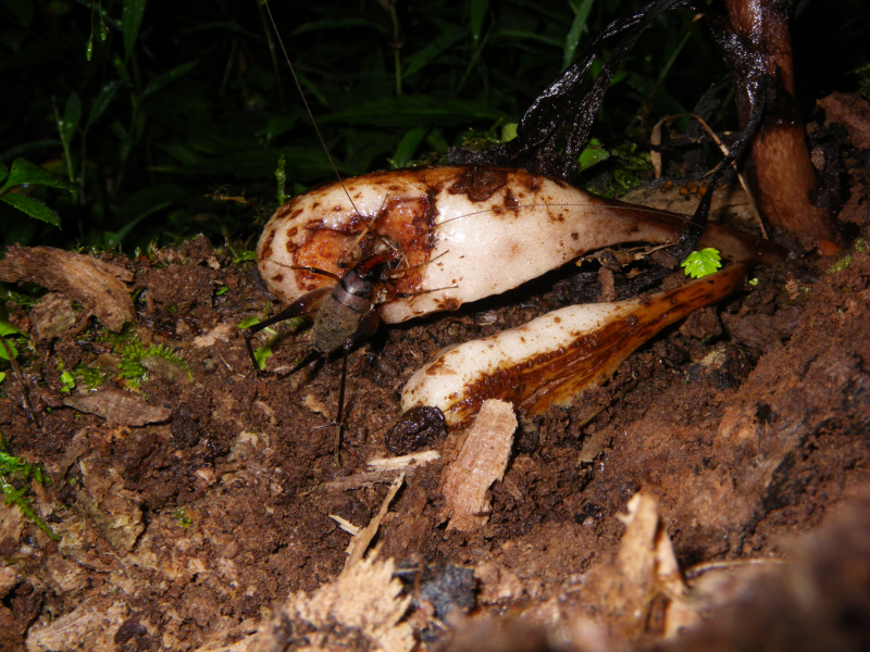 Un grillo terrestre se alimenta del fruto de Monotropastrum humile, lo que ilustra cómo los pequeños invertebrados pueden ingerir semillas y contribuir a su dispersión por el suelo del bosque. Crédito de la foto: Kenji Suetsugu.