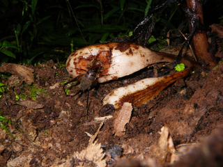 Un estudio innovador estudia los dispersores de semillas ocultos en la regeneraci&oacute;n forestal