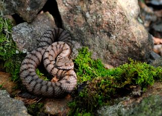 Dix espèces de serpents vivent en France : comment bien réagir en cas de morsure ?
