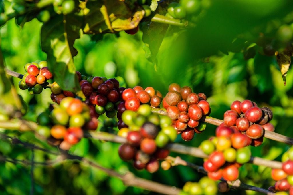 molecular, marcadores Marcadores genéticos ajudam a diferenciar conilon, robusta e híbridos, mesmo quando a aparência das plantas é semelhante.