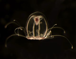 DNA of an immortal jellyfish could reveal the secret to eternal life