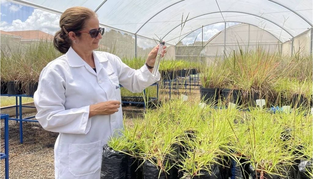 Alessandra Fávero, pesquisadora que coordena a Rede Space Farming Brazil. Crédito: Gisele Rosso/Embrapa.