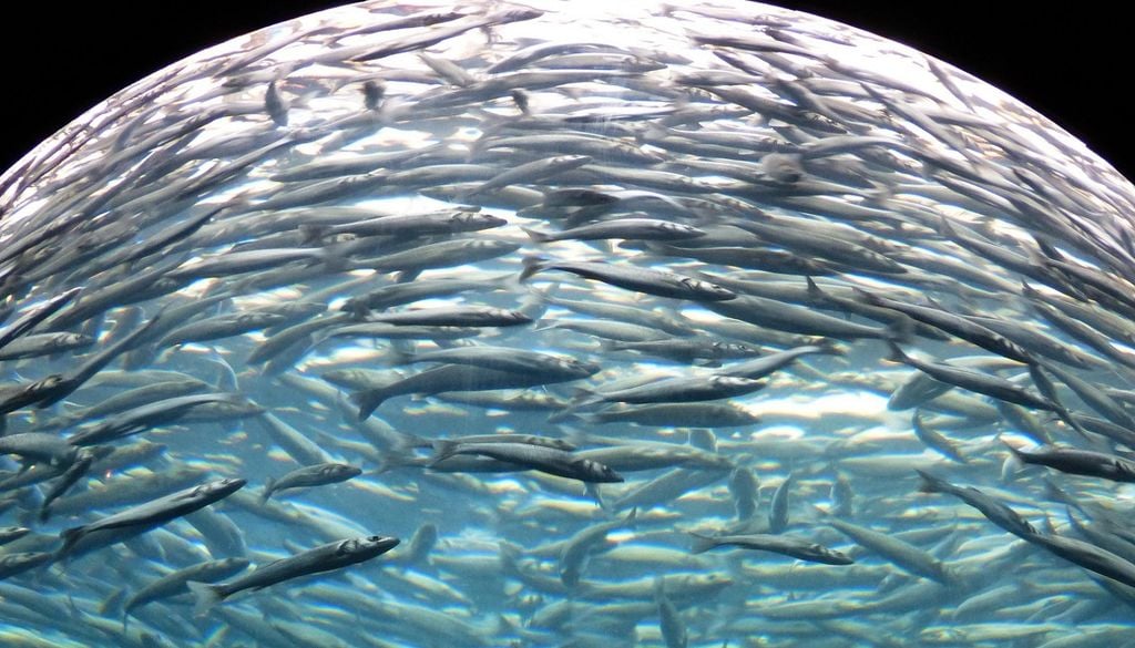 Sardinhas no oceano O stock da sardinha quadruplicou com um plano de gestão sustentável que pescadores portugueses e espanhóis cumpriram à risca. Foto: Hans/Pixabay