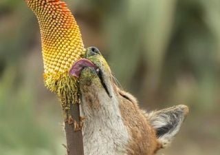 Do Ethiopian wolves have a sweet tooth? Photos document the first large carnivore to feed on nectar