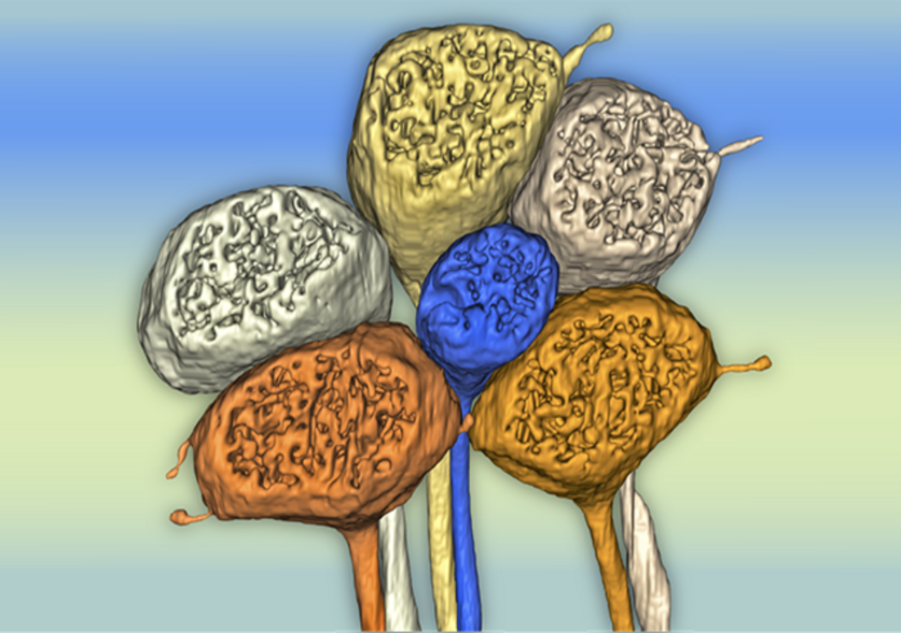 Do humans see colours differently to monkeys 