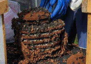 Do ninho ao prato: o papel do Hebo Matsuri na preservação da cultura alimentar japonesa